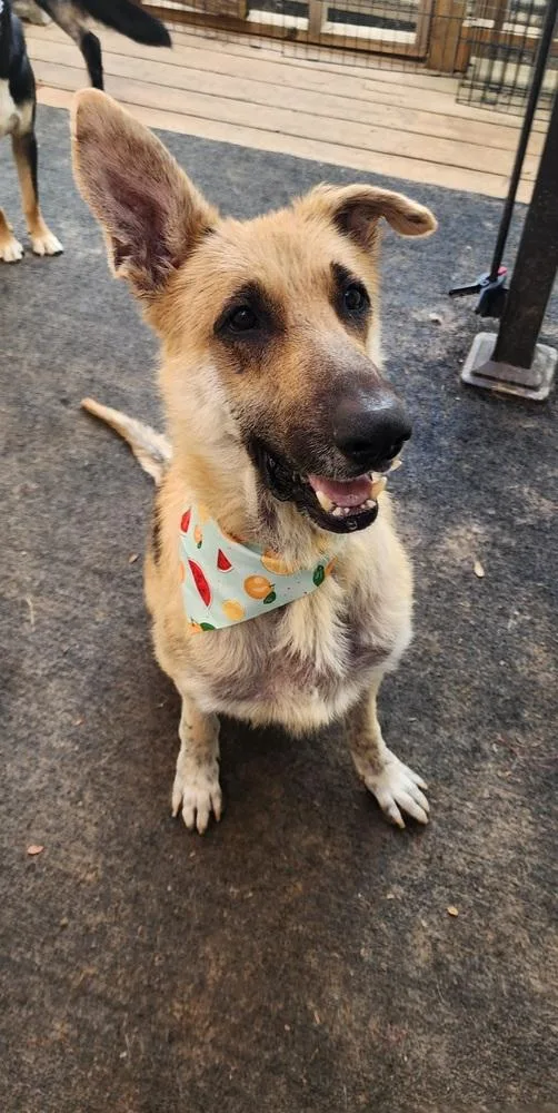 An adult large-sized male German Shepherd Dog dog named Max for adoption in McMinnville, TN