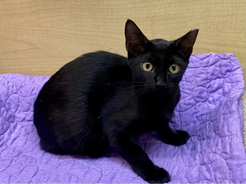 A baby medium-sized female Black Domestic Short Hair cat named Sweetie Pie for adoption in Panama City Beach, FL