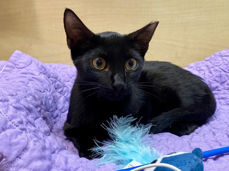 Sweetie Pie thumbnail 2