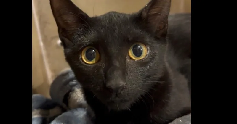 Sweetie Pie thumbnail 3