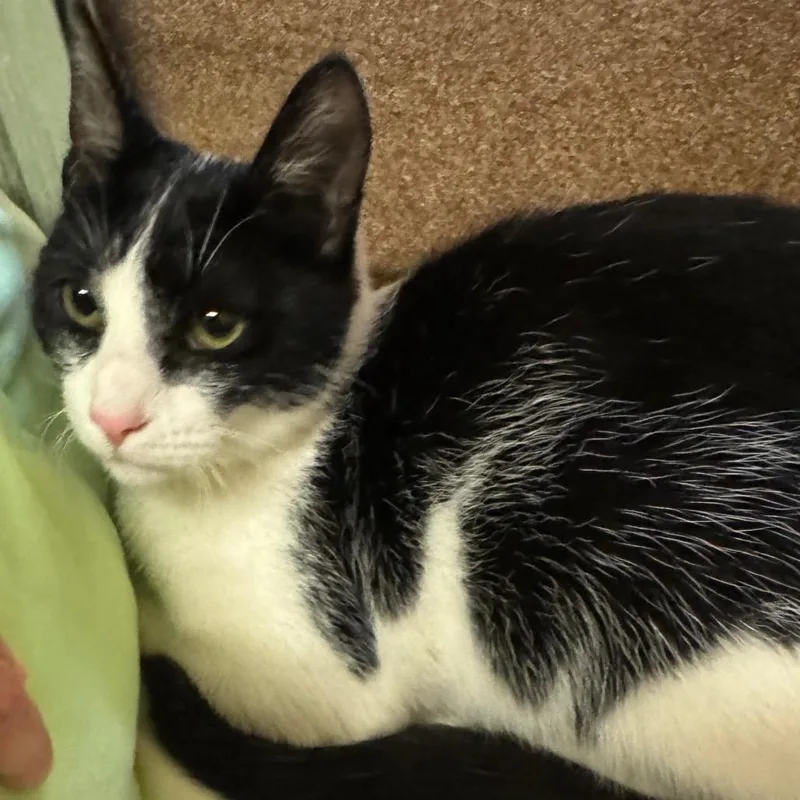 Bunnie Xo thumbnail 2