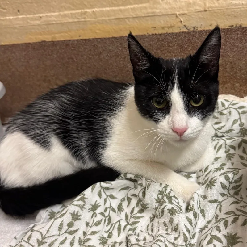 Bunnie Xo thumbnail 3