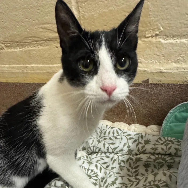 Bunnie Xo thumbnail 4