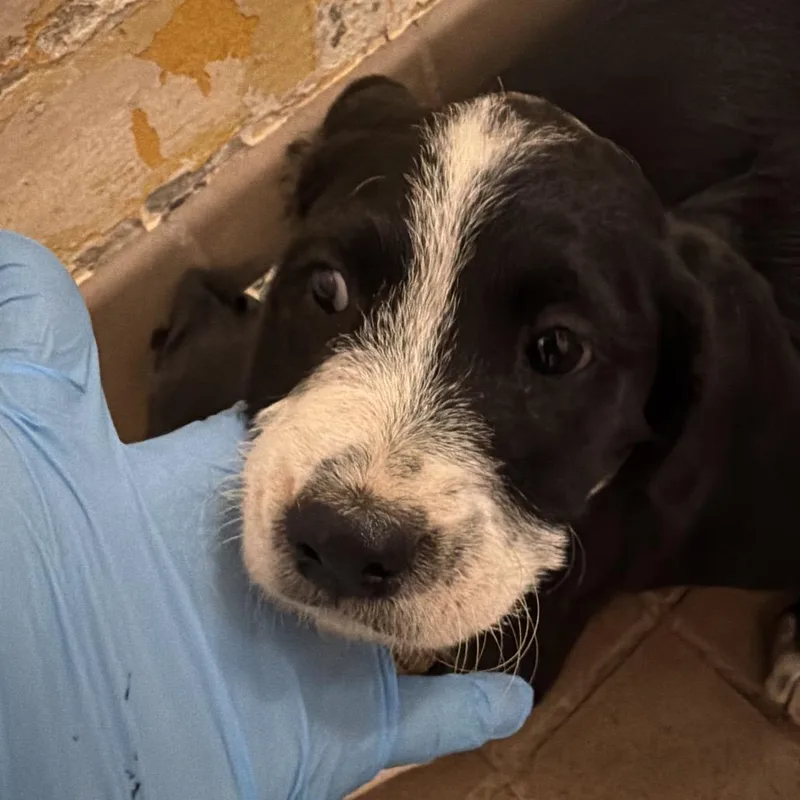 A baby small-sized female Black Pit Bull Terrier dog named Padon for adoption in Birmingham, AL