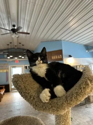 A young medium-sized male Domestic Short Hair cat named Broccoli for adoption in Verona, WI