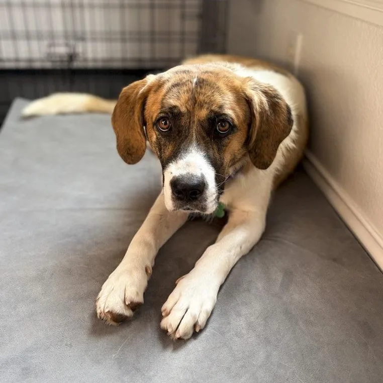 A young medium-sized female Shepherd dog named Bug for adoption in Toledo, OH