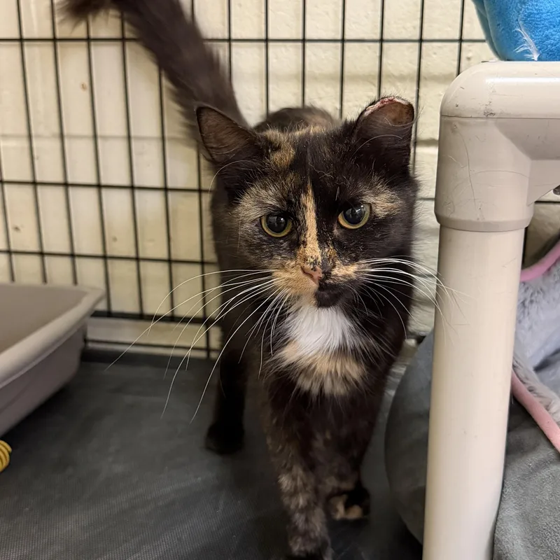 A young medium-sized female Tortoiseshell Domestic Long Hair cat named Mint Chocolate Chip for adoption in Wantagh, NY