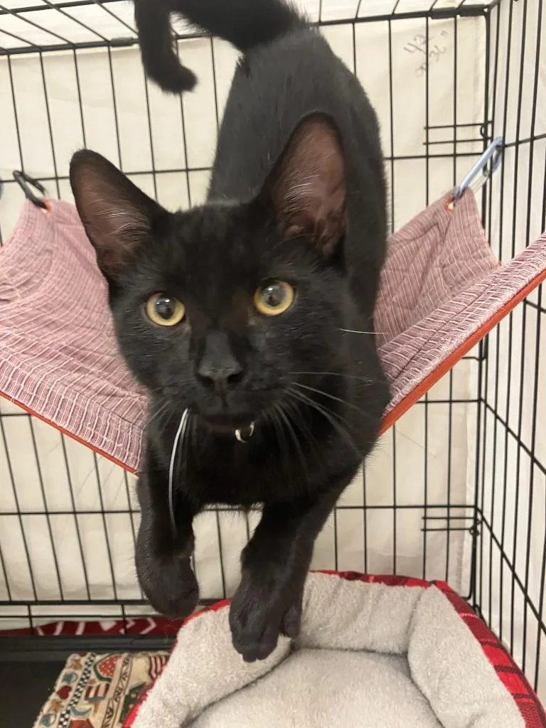 A baby small-sized male Domestic Short Hair cat named Jon for adoption in Lunenburg, MA