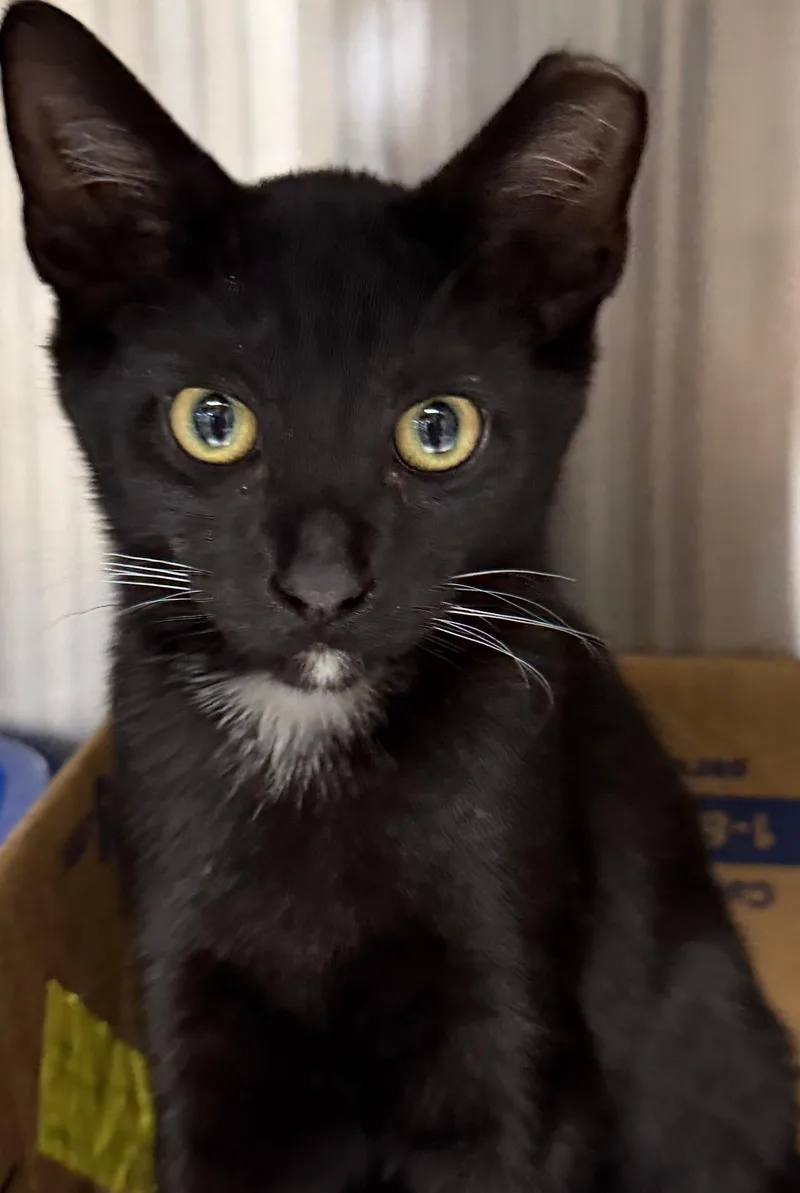 A young medium-sized male Domestic Short Hair cat named Bishop for adoption in Fernandina Beach, FL
