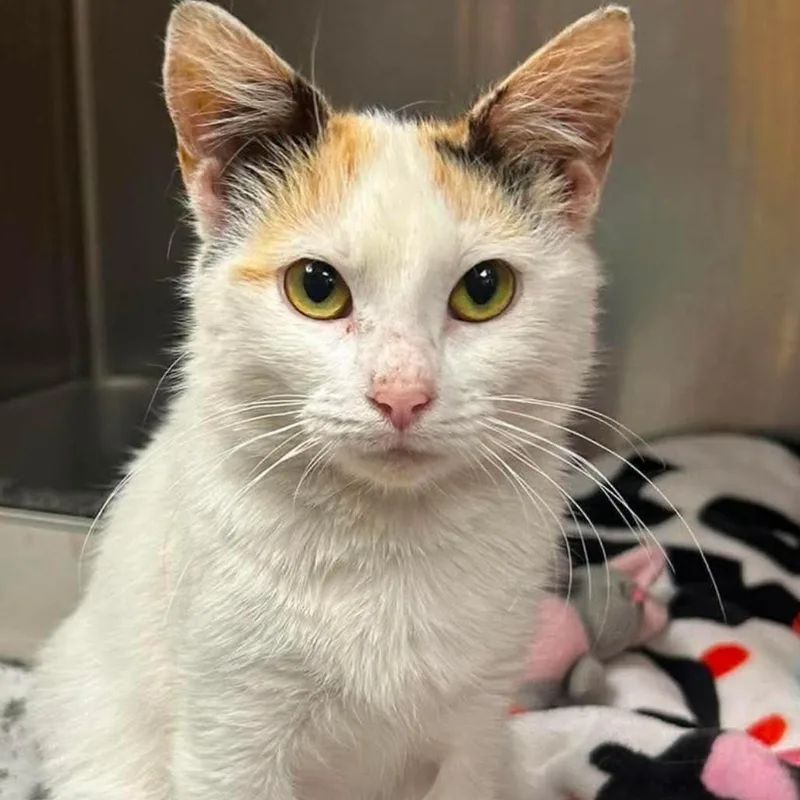 An adult small-sized female Calico Domestic Short Hair cat named Harp for adoption in Caryville, TN