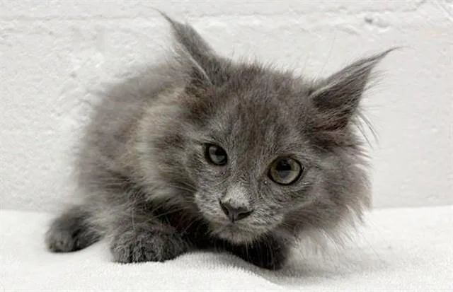 A baby small-sized male Domestic Medium Hair cat named Shawn for adoption in Saint Louis, MO