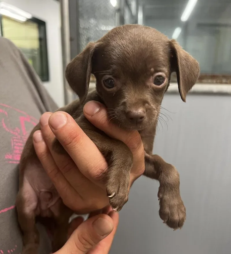 A baby small-sized male Tricolor (Brown, Black, & White) Chihuahua dog named Pistachio for adoption in Jamestown, CA