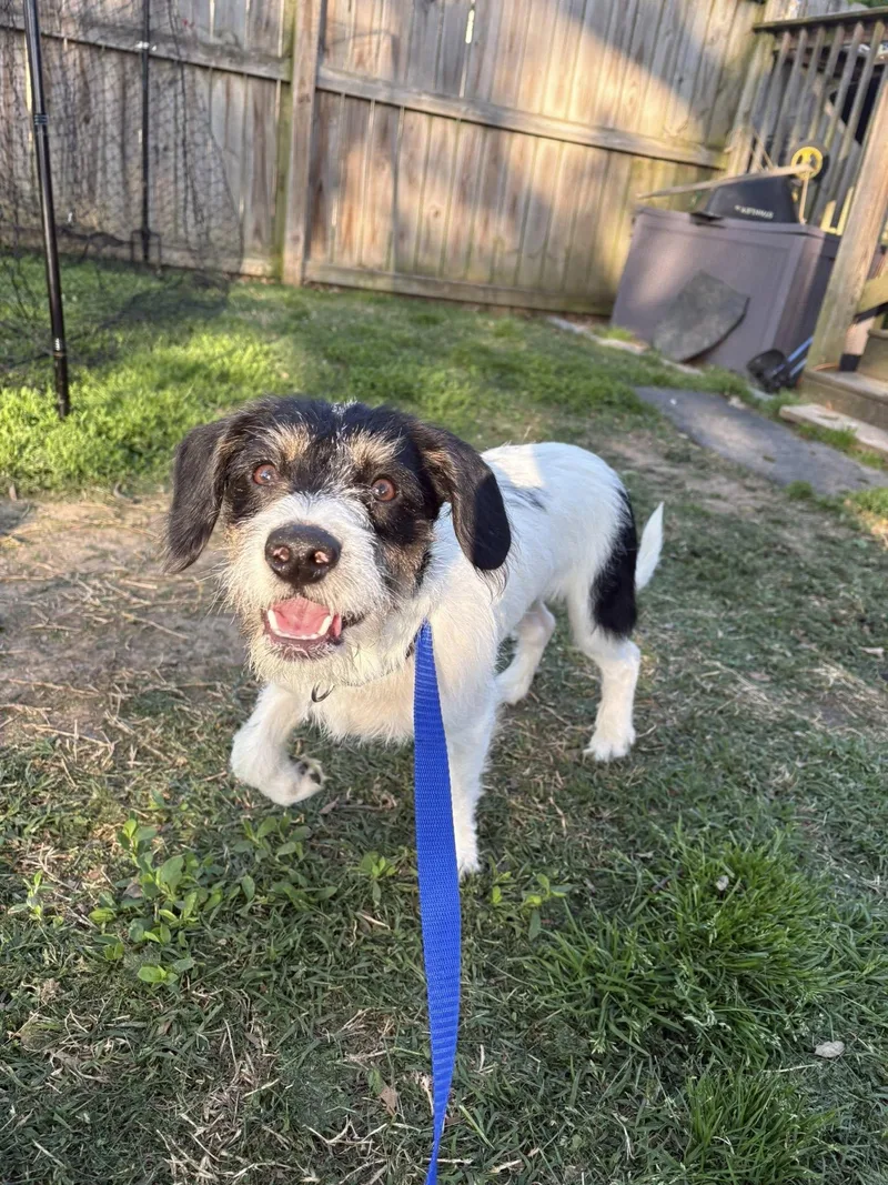 A baby small-sized male Jack Russell Terrier dog named Ace for adoption in Essex, MD