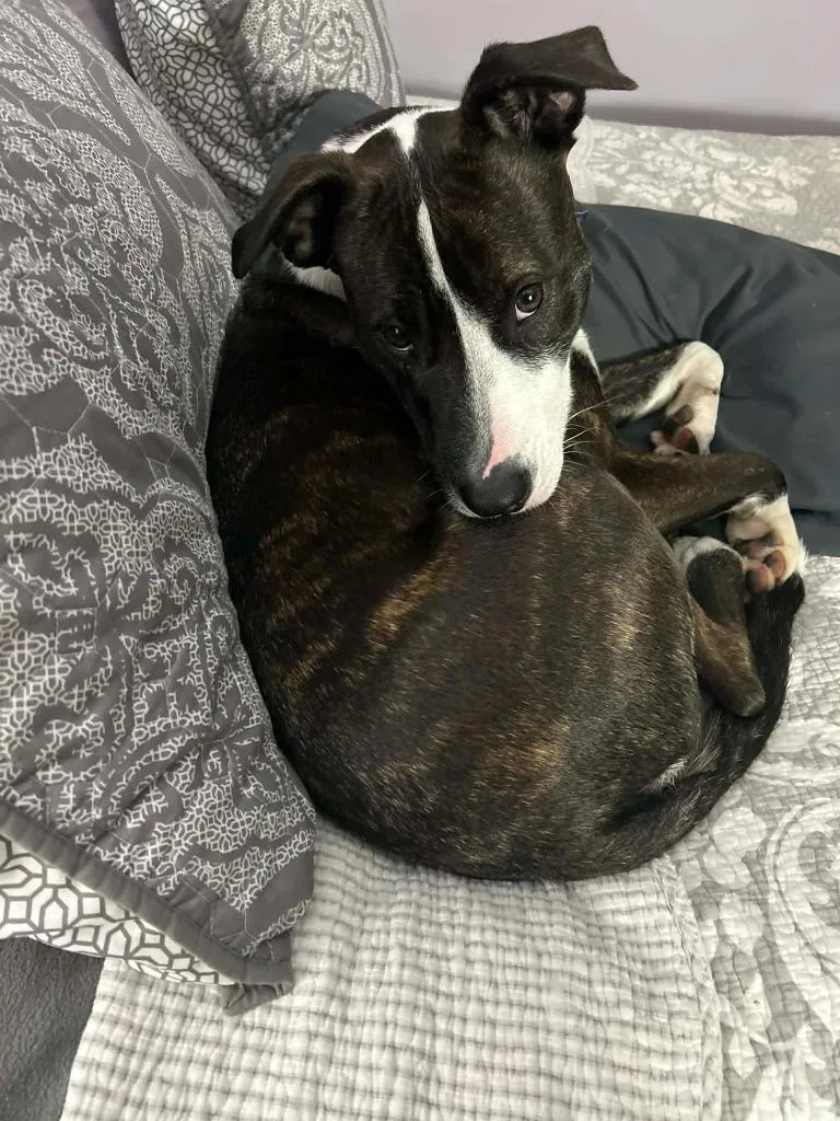 Pollicis thumbnail 2