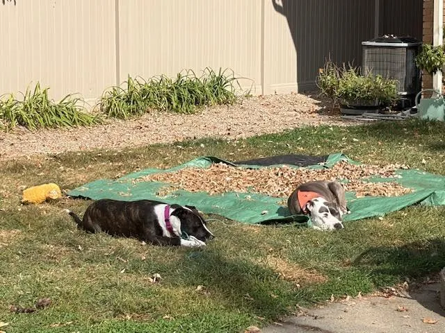 Pollicis thumbnail 3