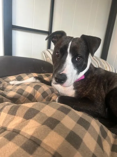 Pollicis thumbnail 4