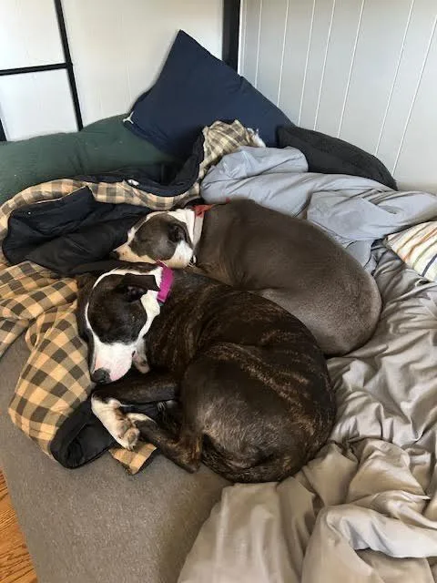 Pollicis thumbnail 5