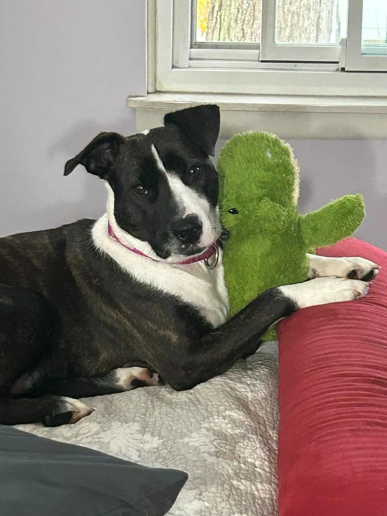 Pollicis thumbnail 6