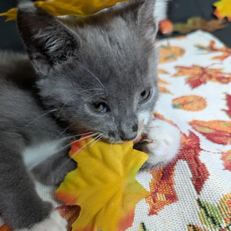 A baby medium-sized male Gray / Blue / Silver American Shorthair cat named Shenanigans aka Greyter for adoption in Haddon Heights, NJ