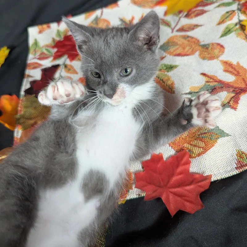 Shenanigans aka Greyter thumbnail 3