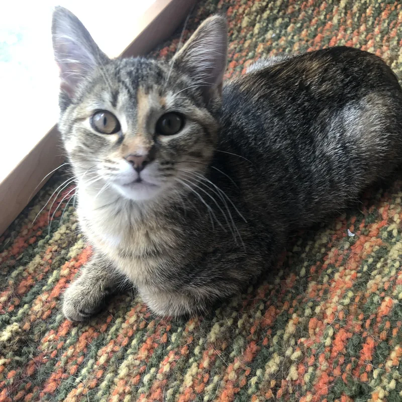 A baby medium-sized female Torbie Domestic Short Hair cat named Mango for adoption in Hudsonville, MI