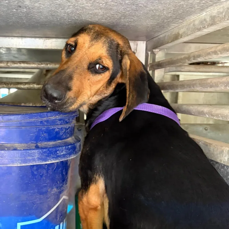 An adult medium-sized female Black Basset Hound dog named Irene for adoption in Edinburg, TX