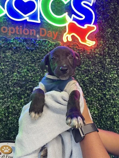Milo