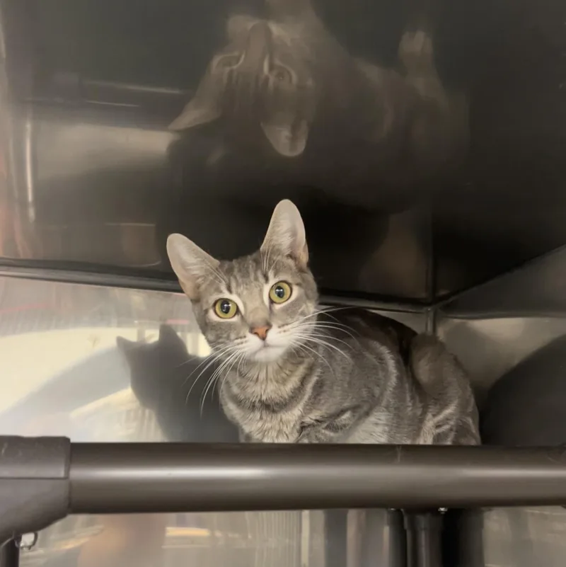 A young medium-sized female Tabby (Gray / Blue / Silver) Domestic Short Hair cat named Ryobi for adoption in Montville, NJ
