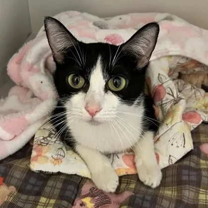 An adult small-sized female Black & White / Tuxedo Domestic Short Hair cat named Liberty for adoption in Phoenixville, PA