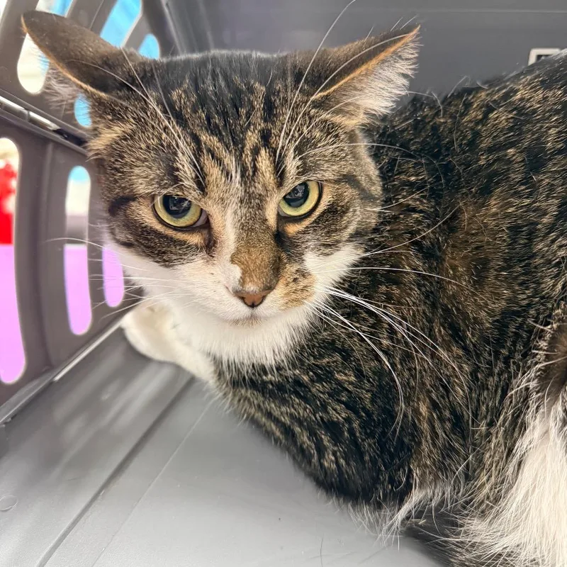 An adult large-sized male Gray / Blue / Silver Domestic Short Hair cat named Mr. Waffle for adoption in Indianapolis, IN