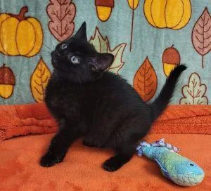 A young medium-sized female Domestic Short Hair cat named Morticia for adoption in Bucyrus, OH