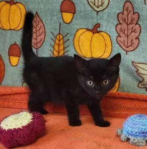 Morticia thumbnail 3