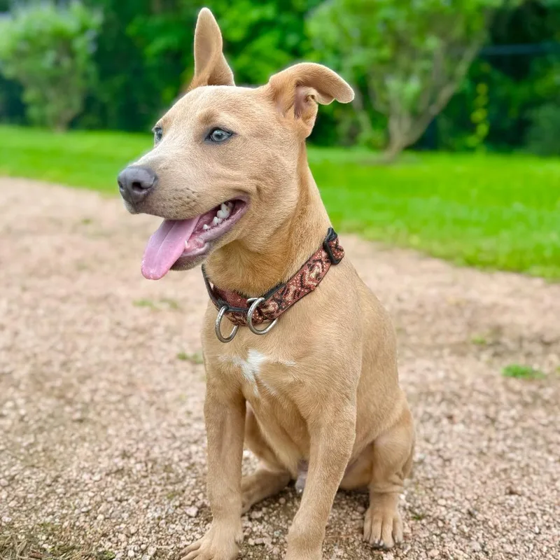 A young medium-sized male Apricot / Beige Labrador Retriever dog named Scooter for adoption in Conroe, TX