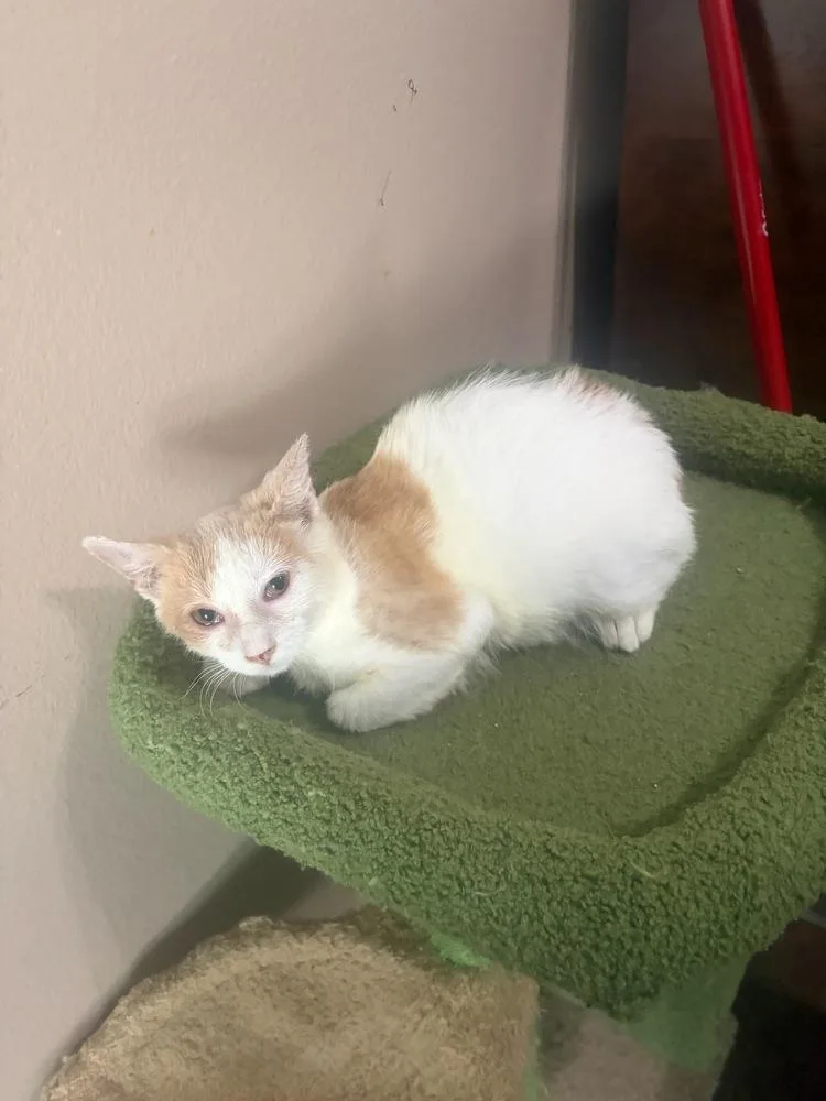 An adult medium-sized male Orange & White Domestic Short Hair cat named Huckleberry for adoption in Orlando, FL