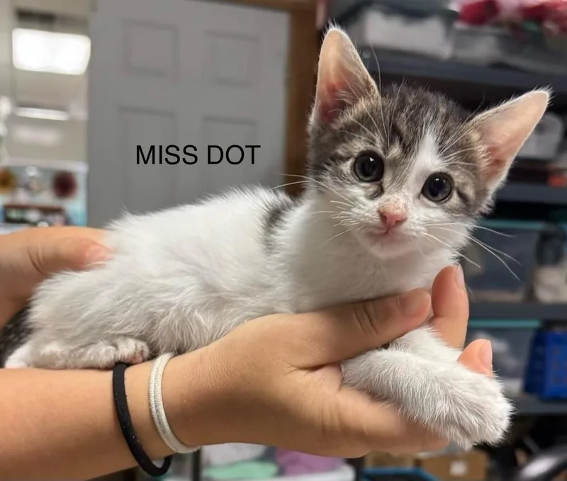 A baby small-sized female Gray & White Domestic Short Hair cat named Miss Dot for adoption in Bossier City, LA