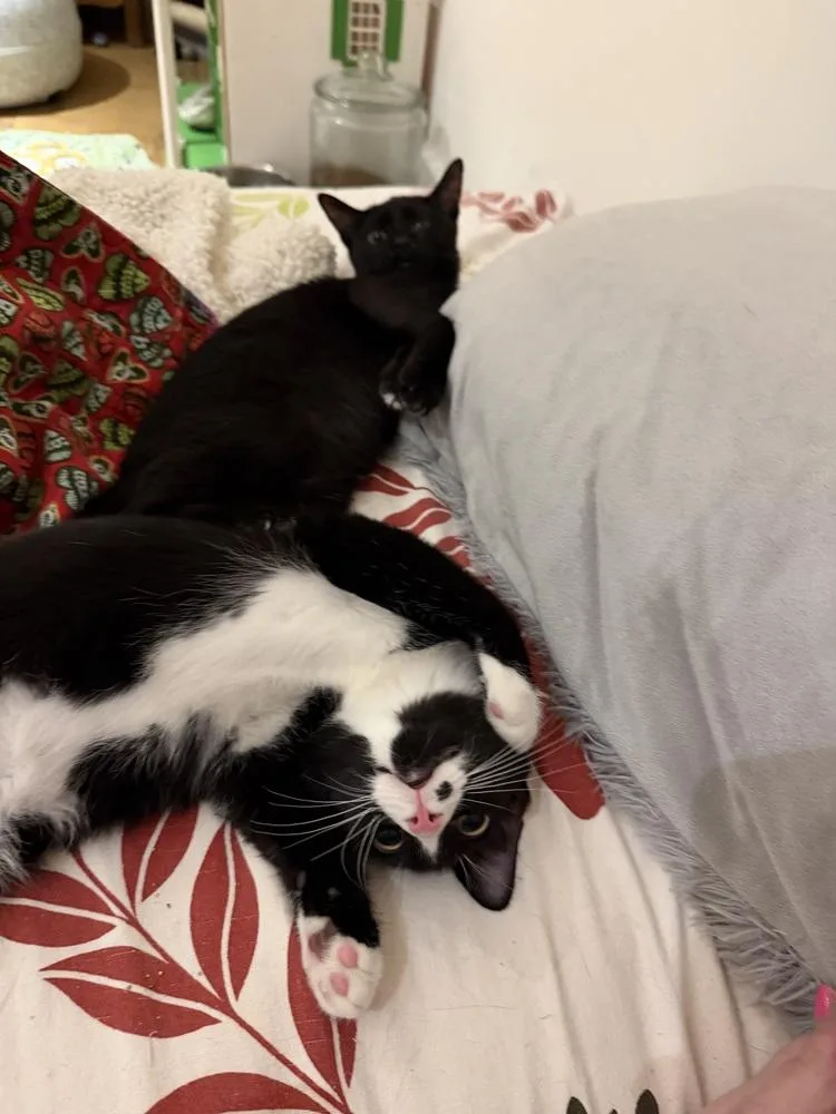 A baby small-sized female Black & White / Tuxedo Domestic Short Hair cat named Teletubbies: Po for adoption in Warren, CT