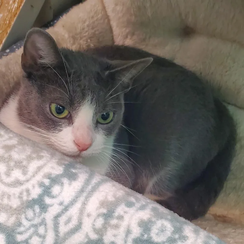 An adult medium-sized female Domestic Short Hair cat named Katelyn for adoption in Lake Jackson, TX