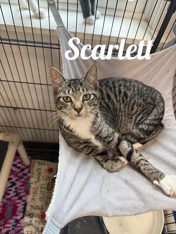 A young medium-sized female Buff & White Domestic Short Hair cat named Scarlett for adoption in Manistee, MI