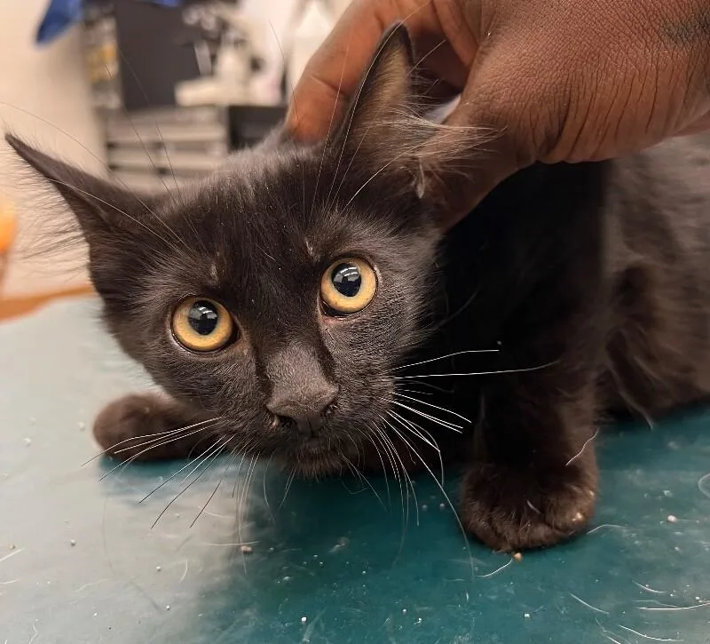 A young medium-sized male Black Domestic Medium Hair cat named Olly for adoption in Mobile, AL