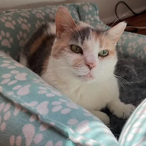 An adult medium-sized female Calico Domestic Short Hair cat named Irish for adoption in Philadelphia, PA
