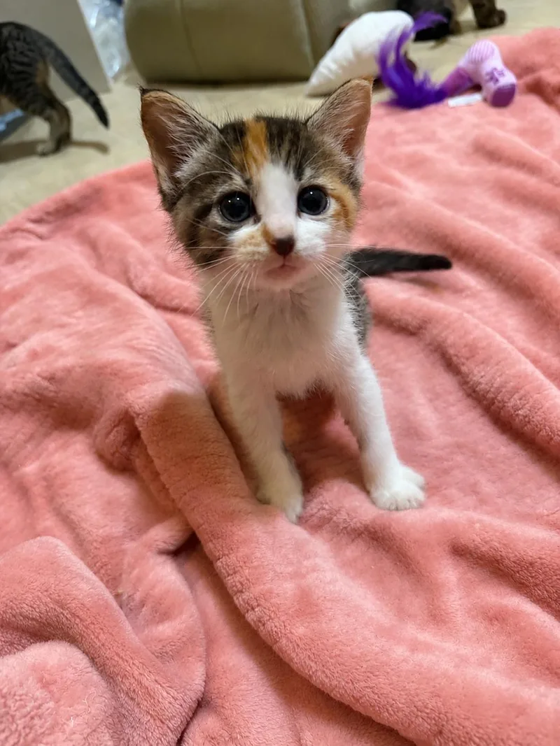A baby small-sized female Calico American Shorthair cat named Mazie for adoption in Paulina, LA