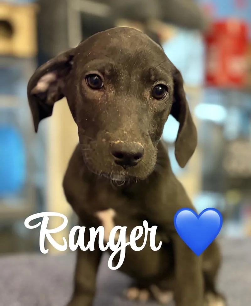 A baby medium-sized male Black Beagle dog named Ranger for adoption in Felton, PA