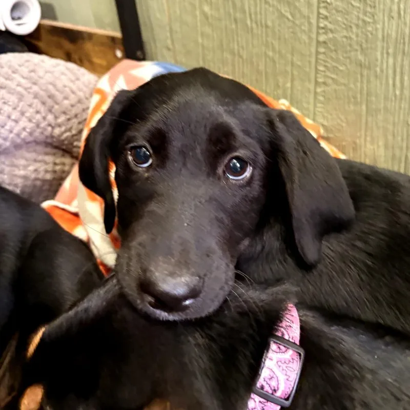 Peaches thumbnail 5