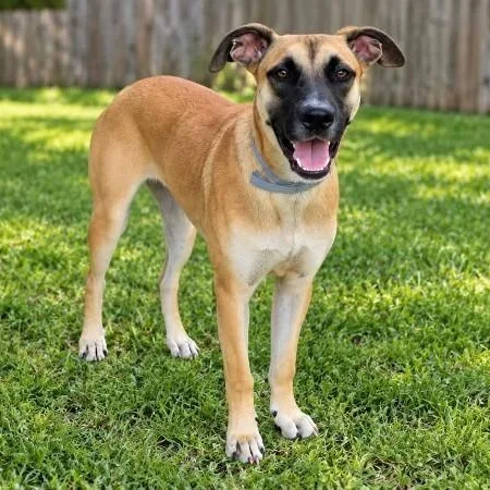 A young medium-sized female Yellow / Tan / Blond / Fawn Black Mouth Cur dog named Miss Scobby for adoption in Houston, TX