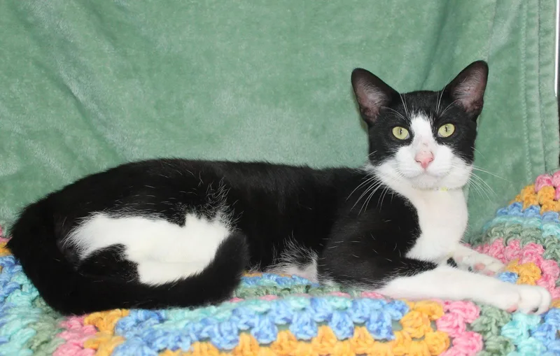 An adult medium-sized male Black & White / Tuxedo Domestic Short Hair cat named Allen for adoption in Prattville, AL