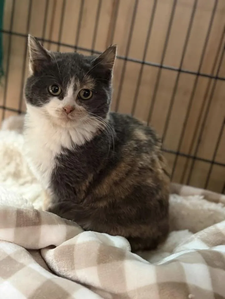 A baby small-sized female Gray & White Domestic Short Hair cat named Belly for adoption in Telford, PA