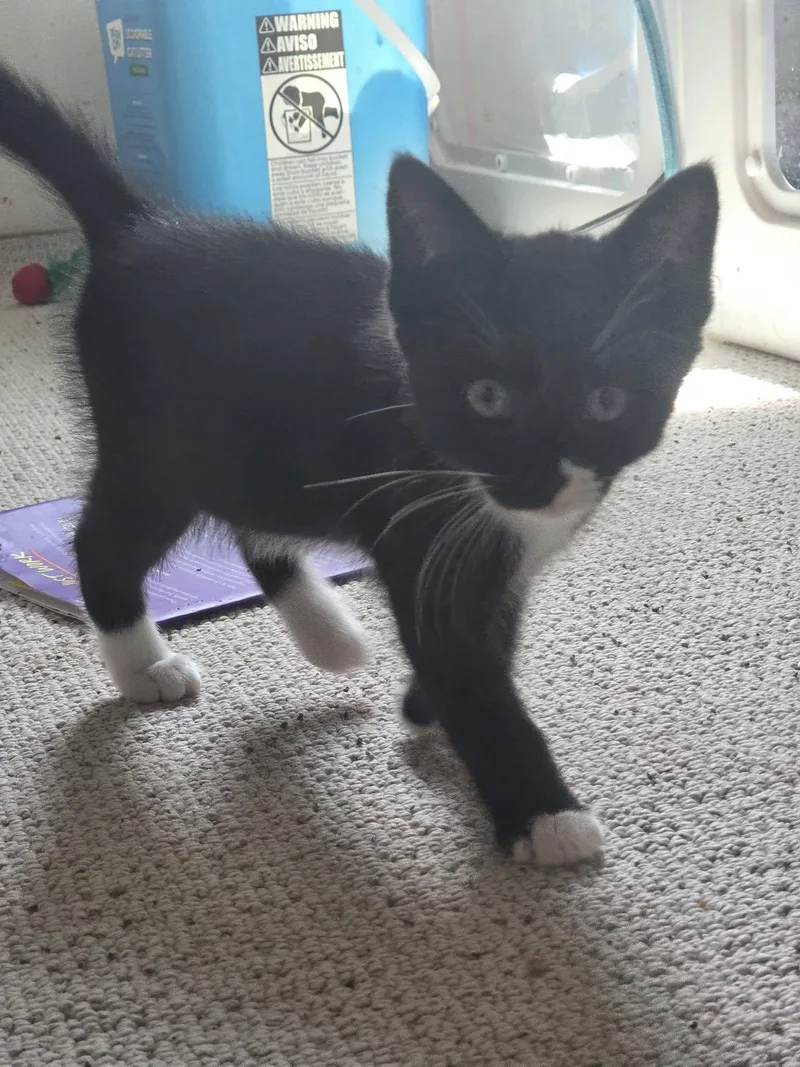 A baby medium-sized male Tuxedo cat named Mufasa for adoption in Rochester, NY