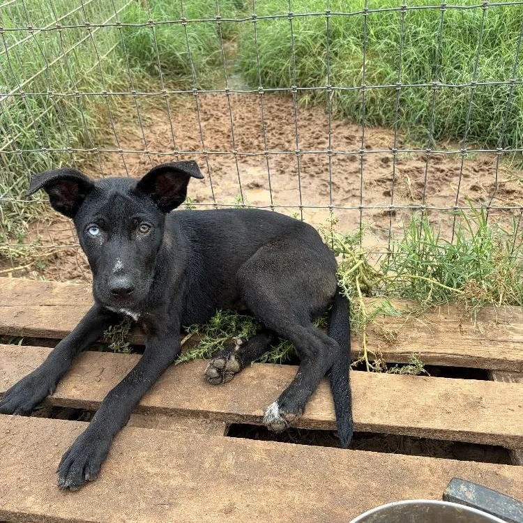 A baby medium-sized female Shepherd dog named Gemmi for adoption in Paradise, TX
