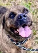 An adult large-sized female Brindle Pug dog named Unique for adoption in Waunakee, WI