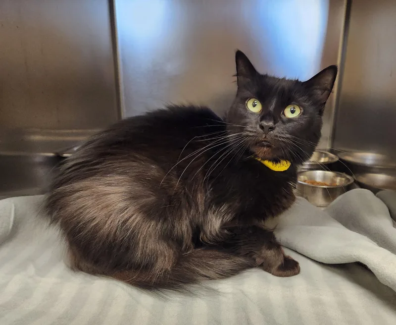 An adult medium-sized female Black Domestic Medium Hair cat named Toothless for adoption in Clayton, NJ
